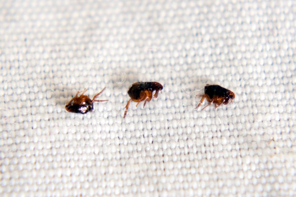 Pire İlaçlama görseli